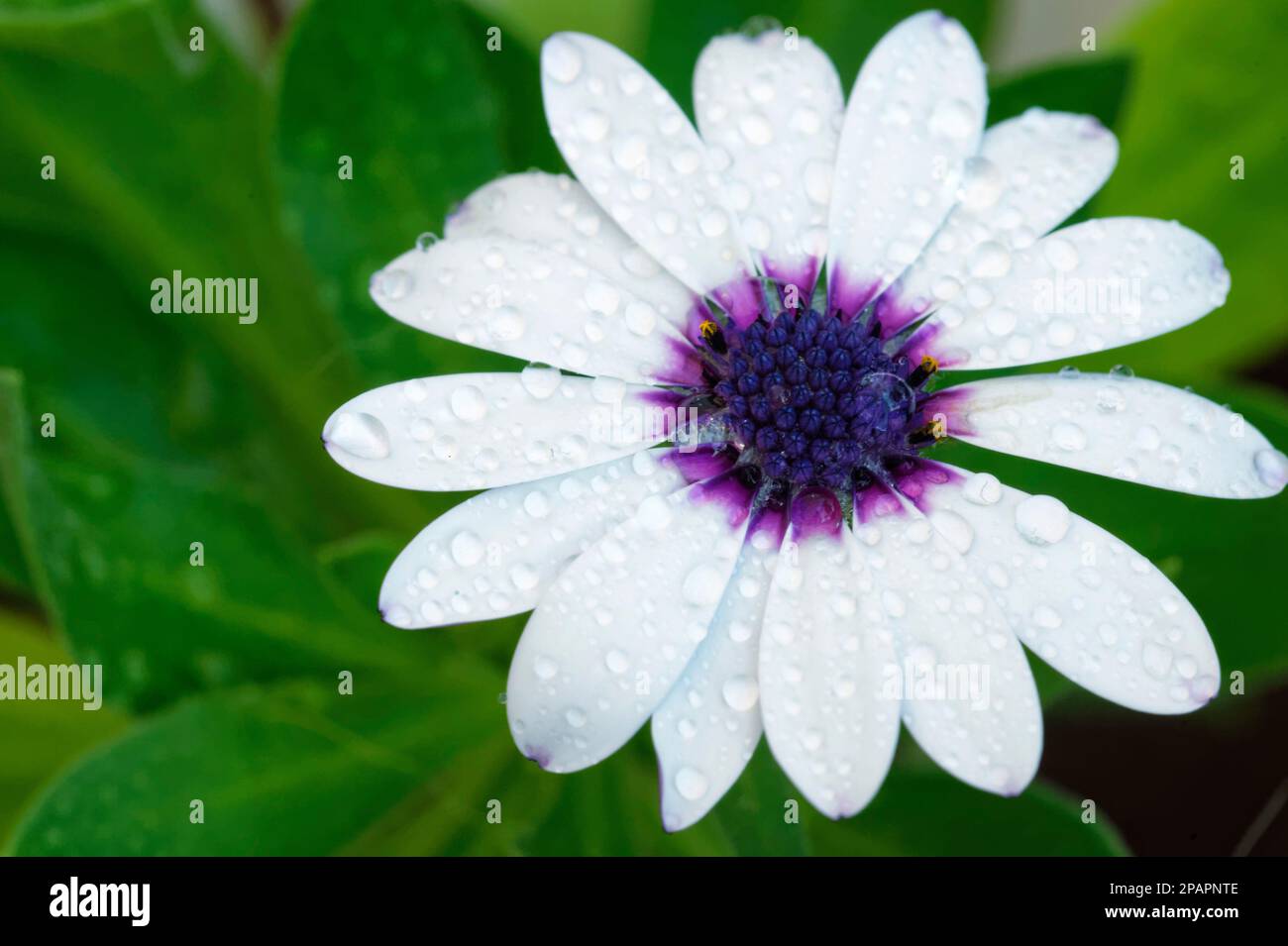 Foto der afrikanischen Gänseblümchen Osteospermum ecklonis, bedeckt mit Wassertropfen Stockfoto