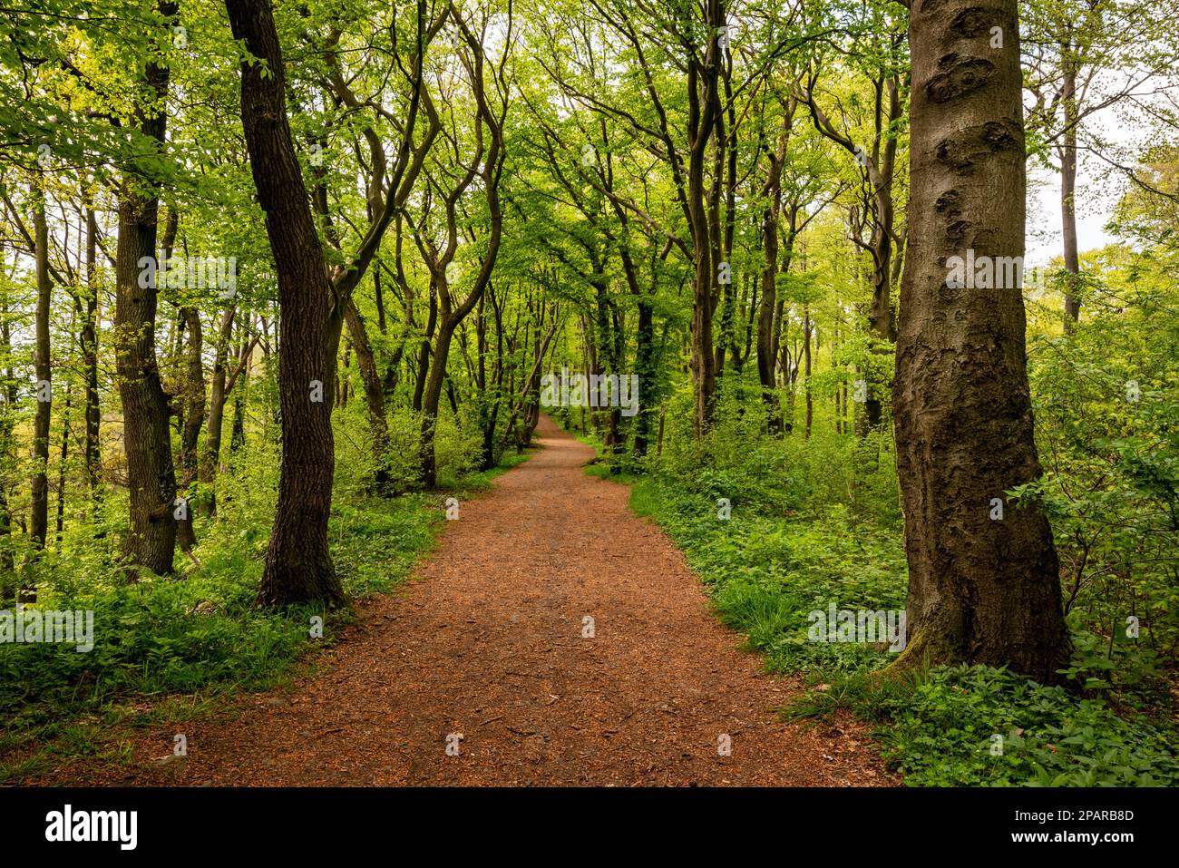 Schöner, direkter Waldweg gesäumt mit Bäumen mit üppigem Grün, Abschnitt des E11 Wanderwegs, Porta Westfalica, Deutschland Stockfoto