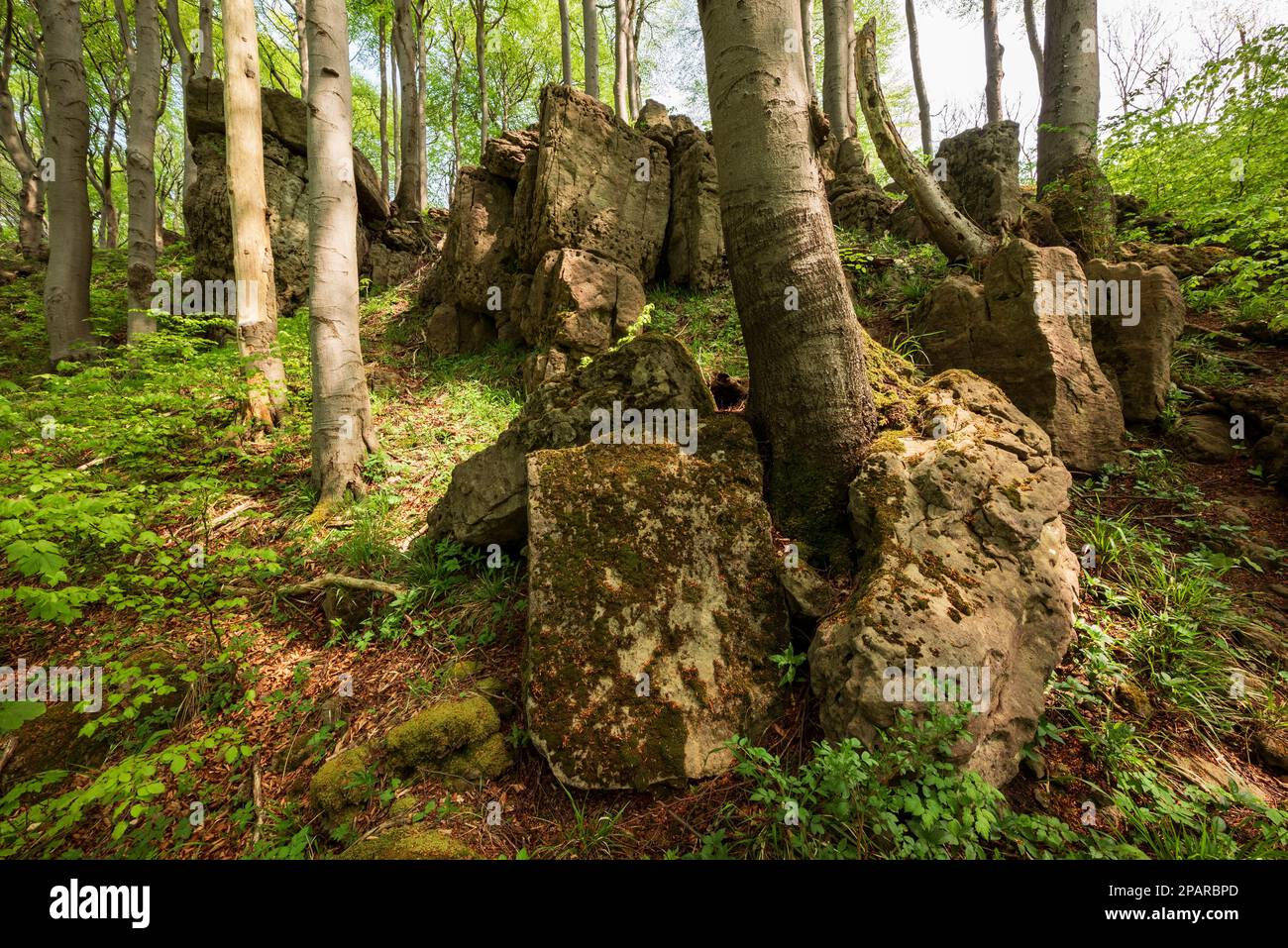 Flachwinkel-Blick auf die Felsformationen und Felsformationen der Ithklippen, Ith Gebirgskette, Weserbergland, Deutschland Stockfoto