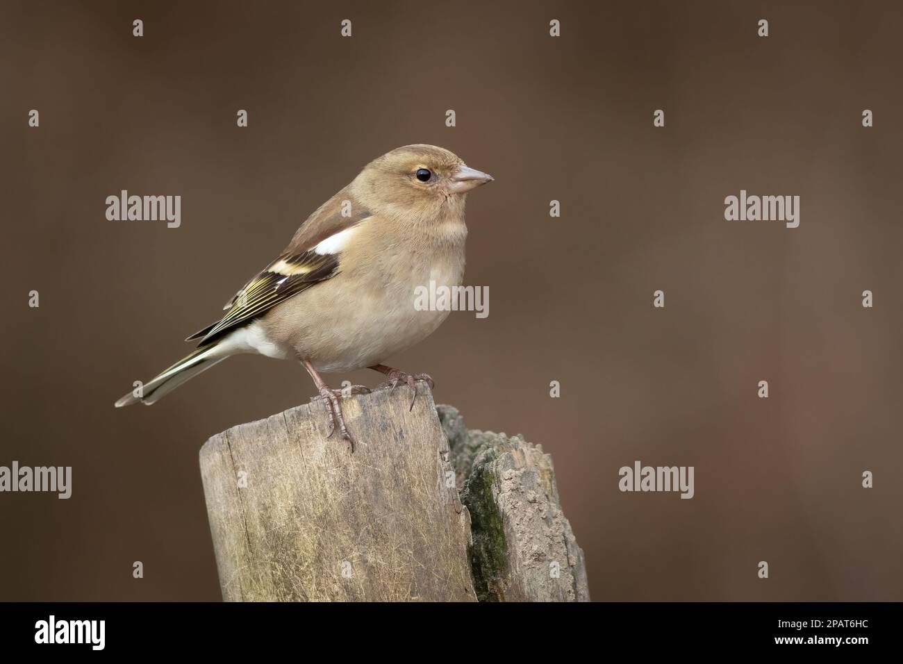 Ein wunderschönes Porträt einer weiblichen Keule, Fringilla Coelebs, während sie auf einem Pfosten steht. Der Hintergrund ist mit Kopierbereich einfach Stockfoto