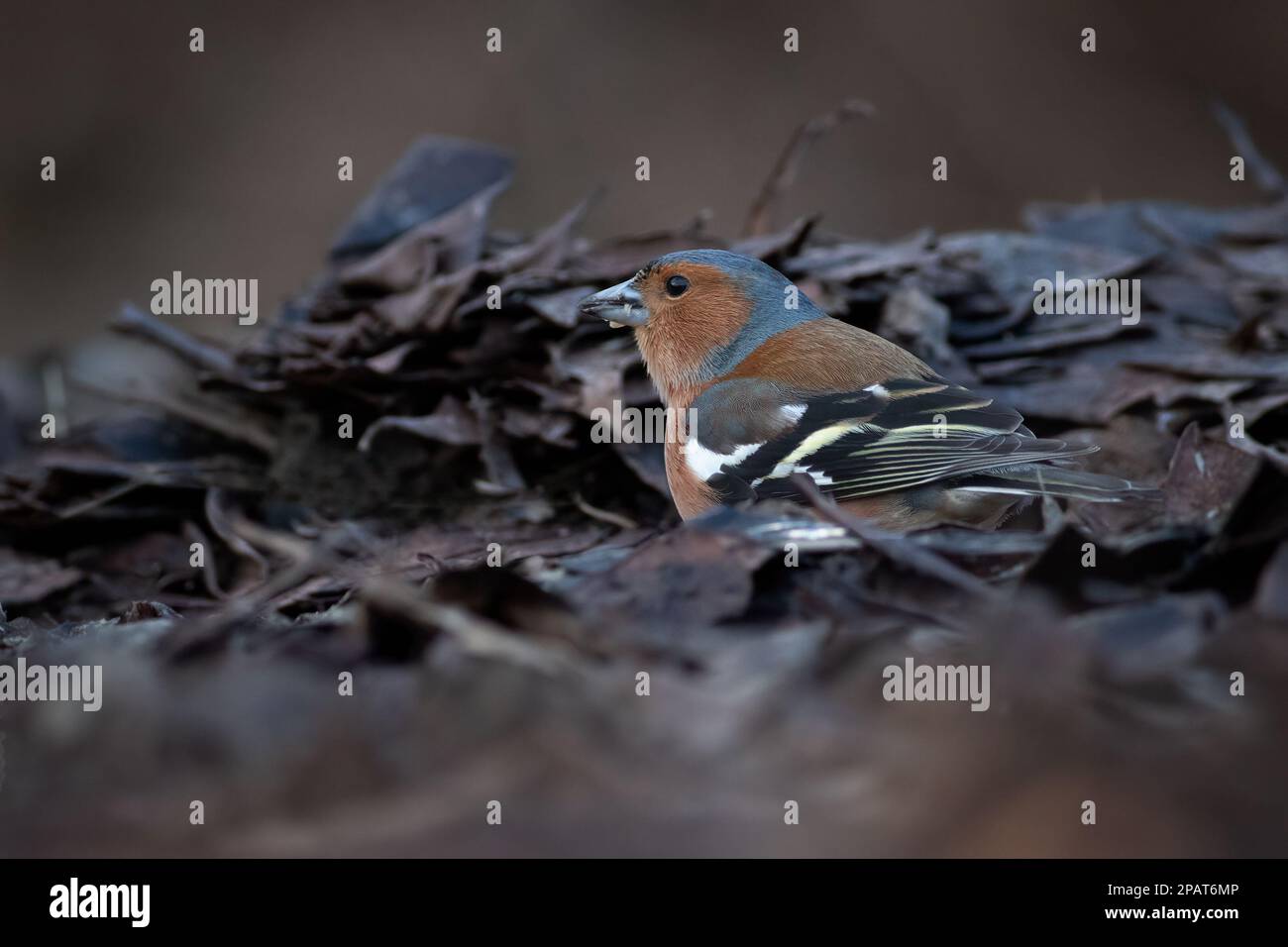 Fringilla Coelebs, ein männlicher Knüppel, der zwischen dem alten Urlaub auf dem Boden liegt, während er nach Essen sucht. Von einer niedrigen Bodenebene aus, gibt es Platz für Kopien Stockfoto