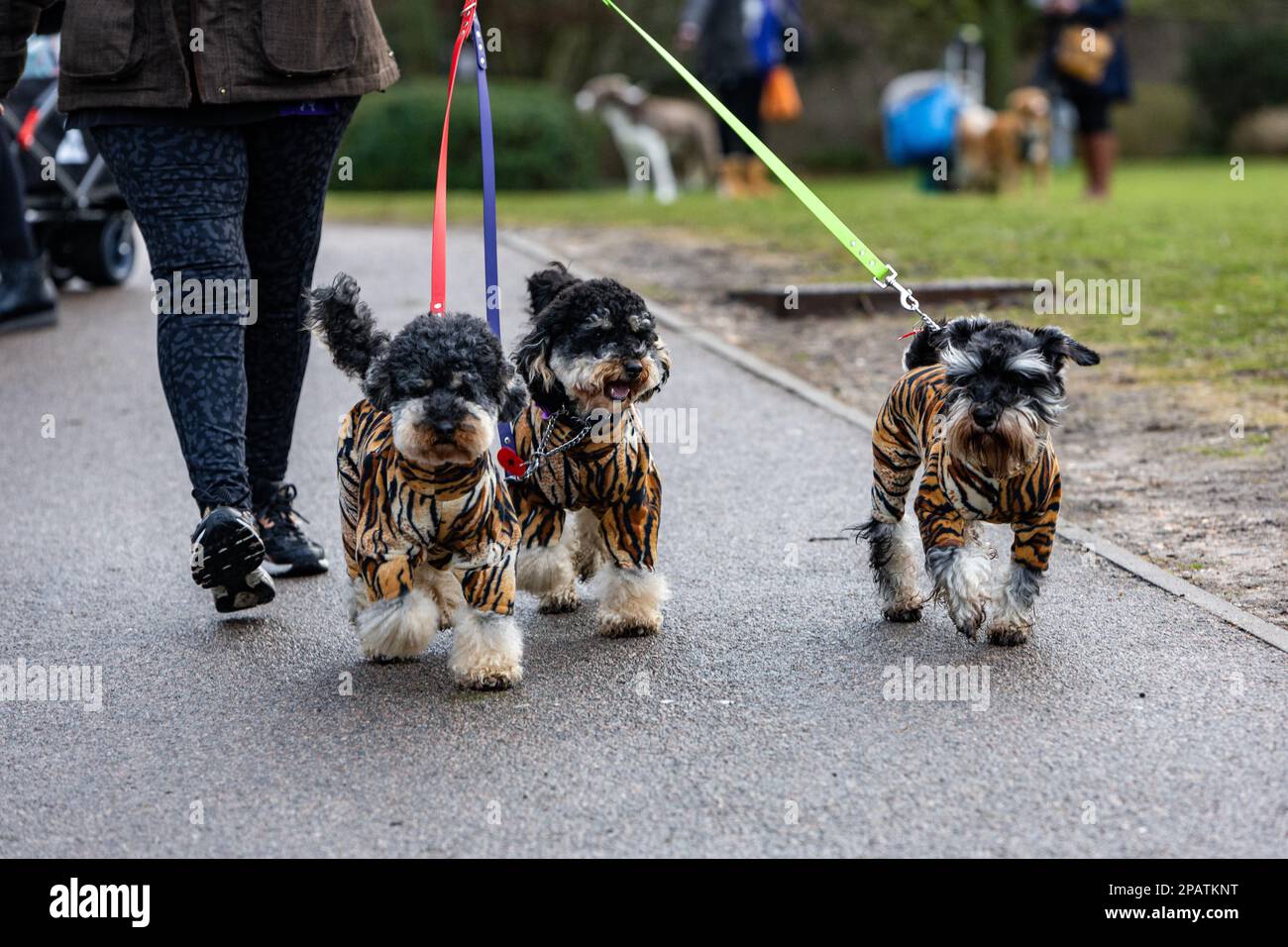 Birmingham, Großbritannien. 12. März 2023 Hunde der Rassen „Toy & Utility“ kommen am letzten Tag des Crufts 2023 im NEC in Birmingham, Großbritannien, an. ©Jon Freeman/Alamy Live News Stockfoto