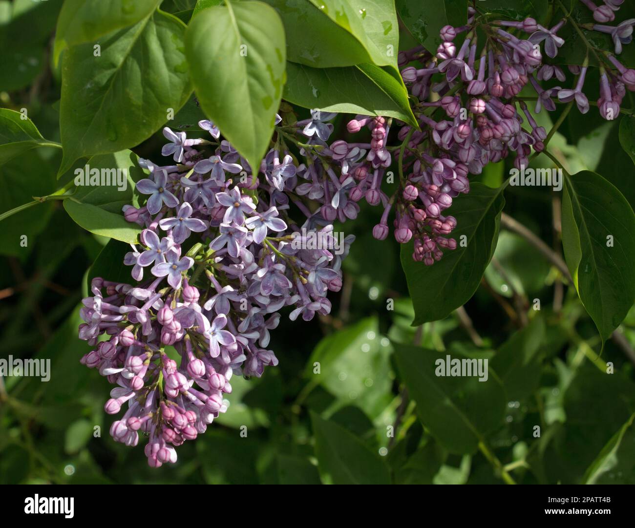 Die lila Blüten des Fliederbaumes, Syringa vulgaris „Präsident Lincoln“, blühen im Frühling/Frühsommer auf einem natürlichen grünen Blatthintergrund Stockfoto