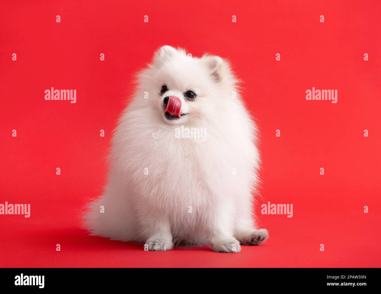 Portrait des süßen, flauschigen Welpen von pommern spitz. Ein kleiner lächelnder Hund liegt auf einem hellen, trendigen roten Hintergrund. Spitz leckt seine Lippen Stockfoto