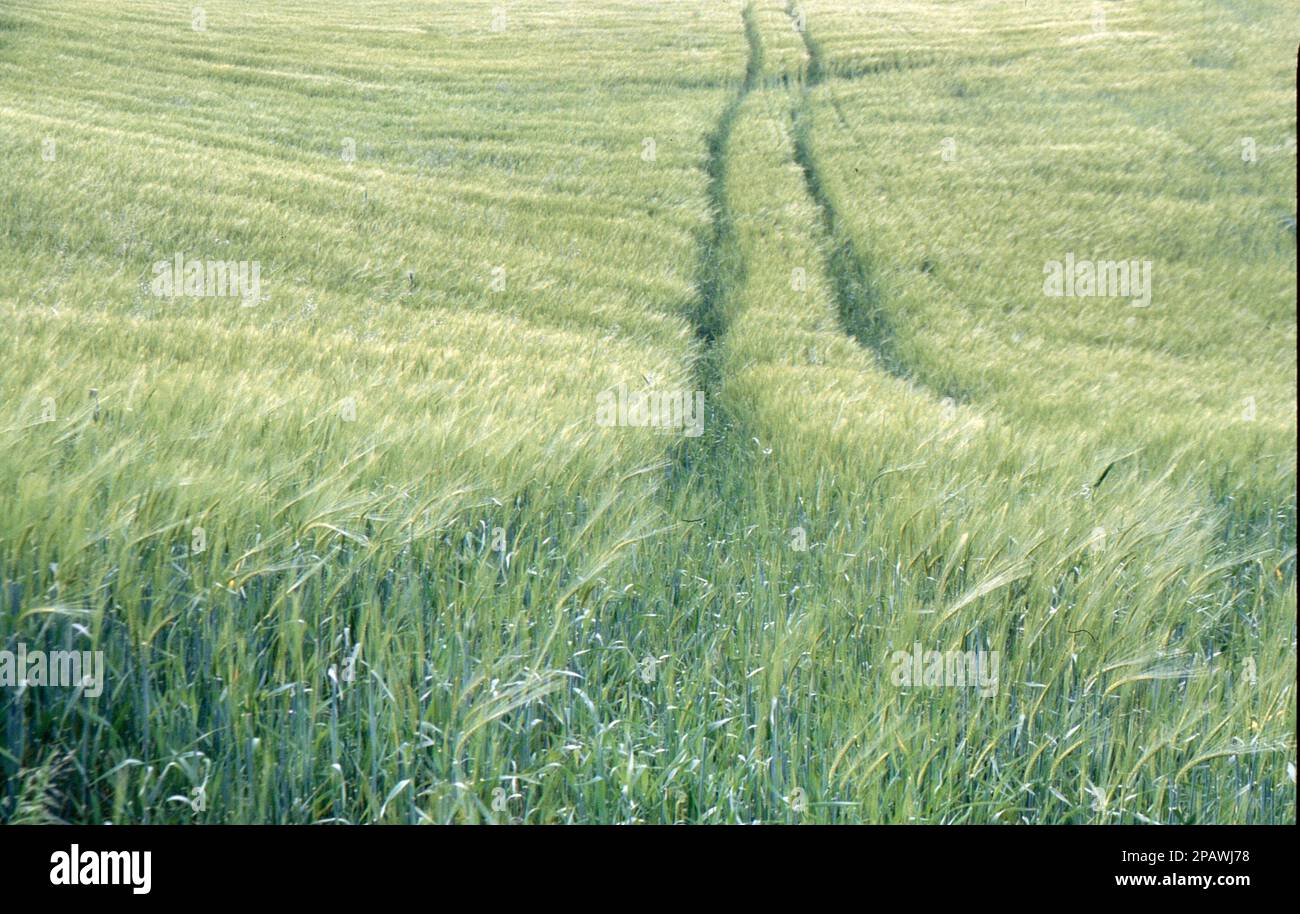 Pfad durch das Gerstenfeld Stockfoto