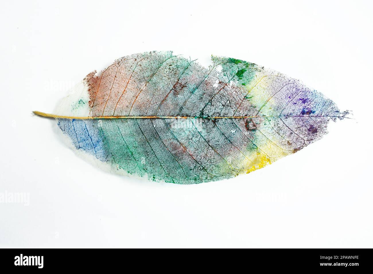 Mehrfarbige gemalte Skelettblätter, isoliert auf weißem Hintergrund, abstrakte Nahaufnahme Stockfoto
