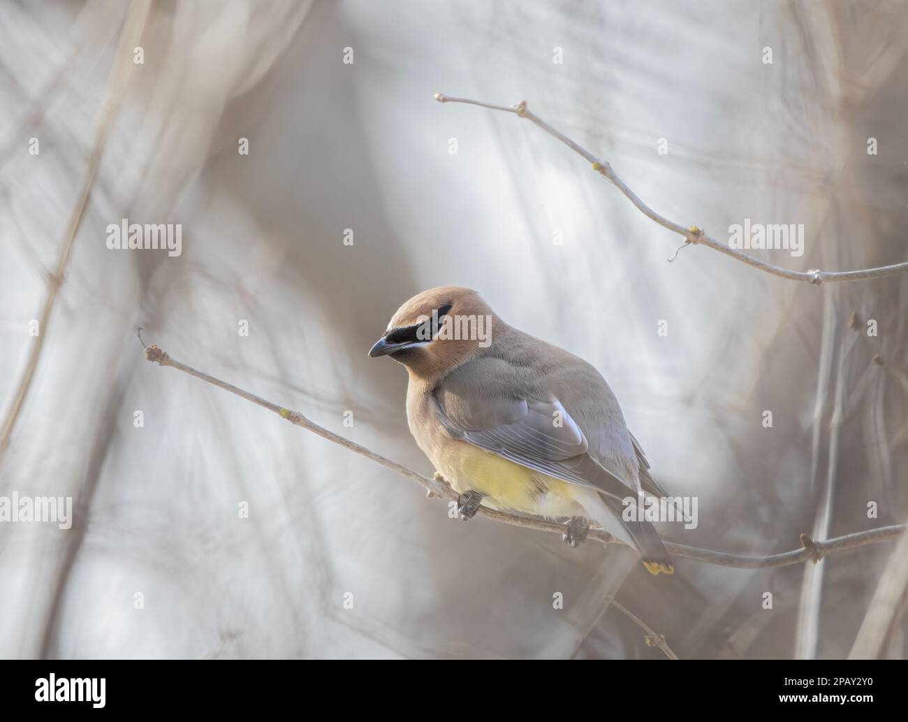 Ein einsamer Cedar Waxwing hockte in einem kanadischen Winter auf einem Ast Stockfoto