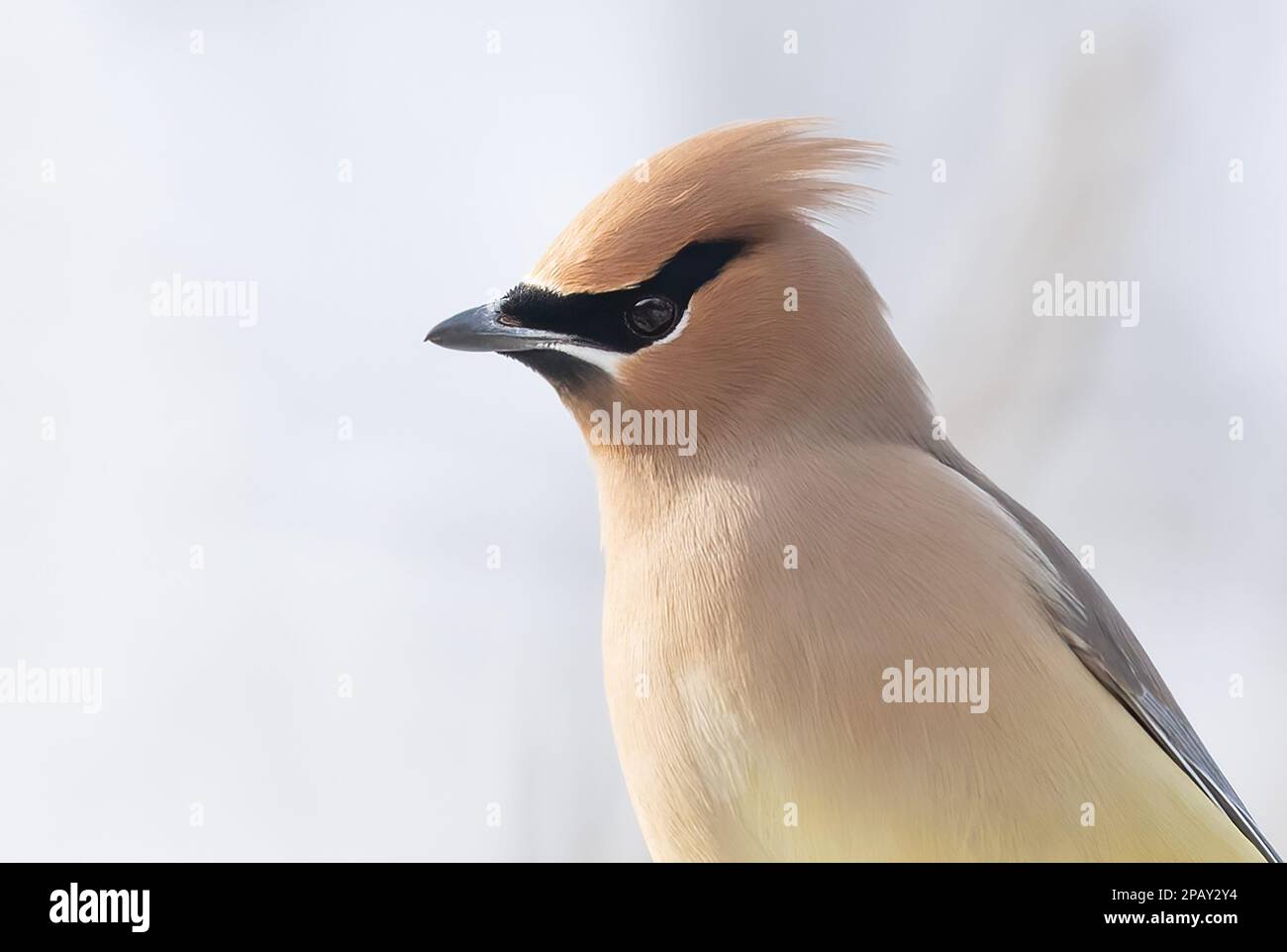 Ein einsamer Cedar Waxwing hockte in einem kanadischen Winter auf einem Ast Stockfoto