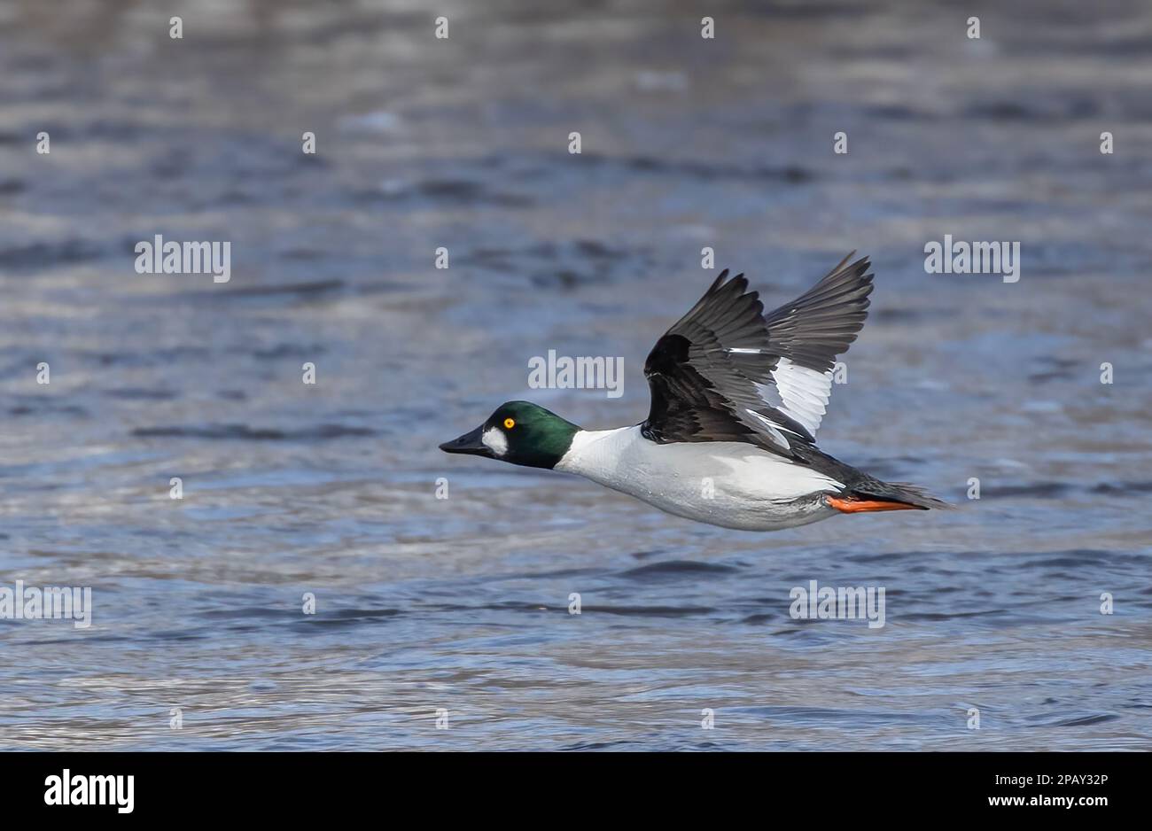 Männliche Goldeneye-Ente im Flug über den Ottawa-Fluss in Kanada Stockfoto