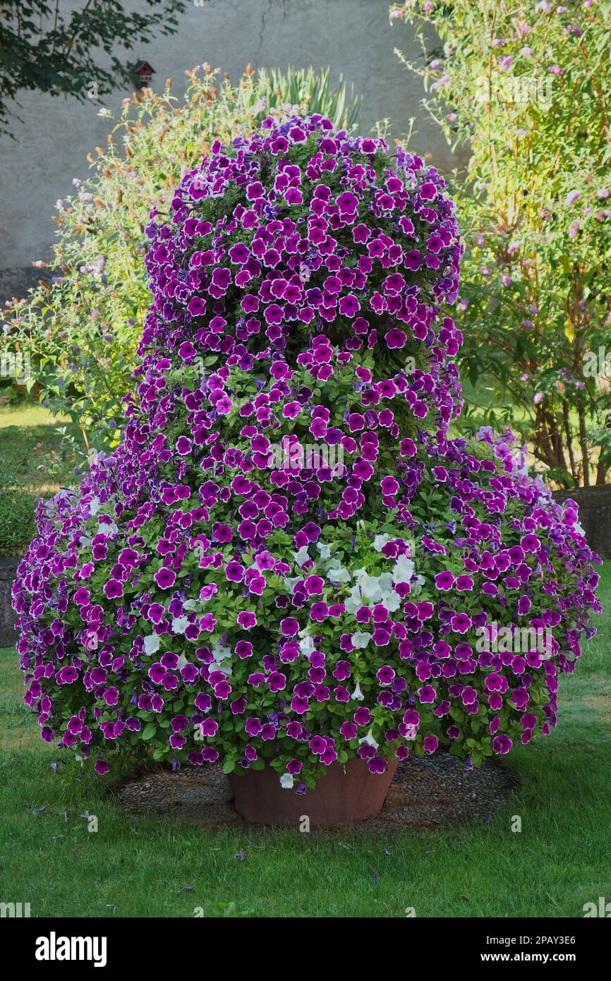 Magische Glocken, Mini-Petunien, Millionenglocken oder calibrachoa Stockfoto