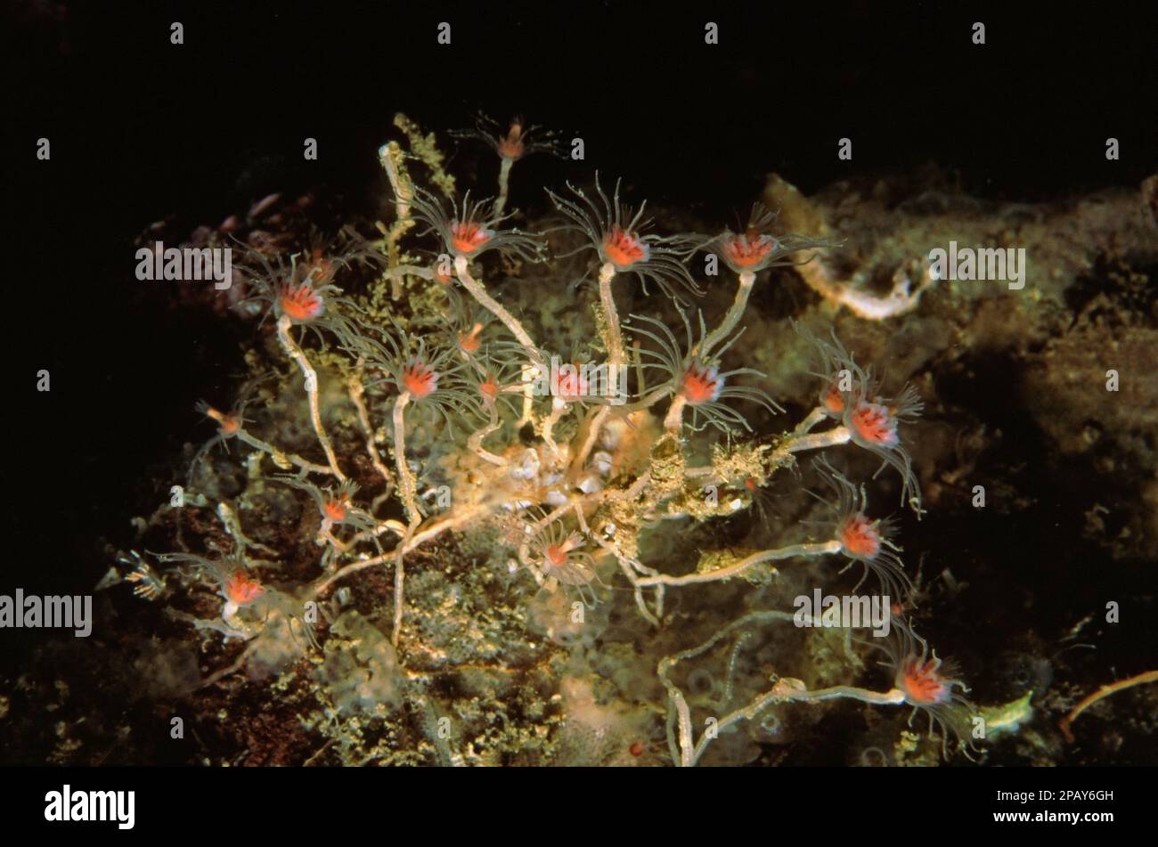 Oaten Pipes hydroid (Tubularia indivisa), angeschlossen an Felsen unter Wasser, Vereinigtes Königreich. Stockfoto