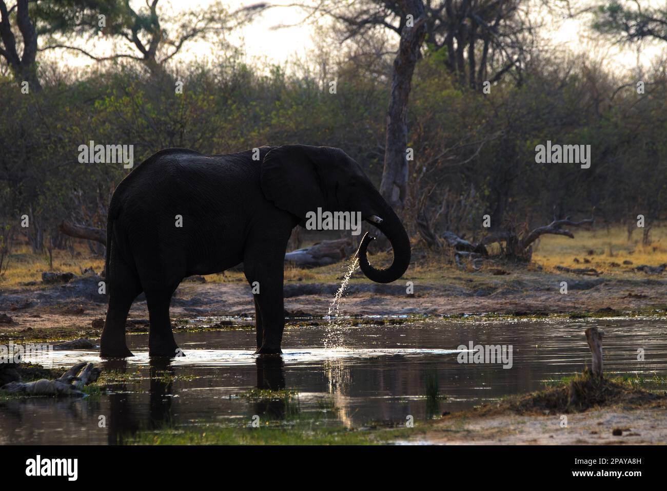 Elefant Loxodonta africana steht im flachen Wasser und trinkt, von der Sonne beleuchtet. Reflexion im Wasser. Okavango Delta, Botsuana, Afrika Stockfoto