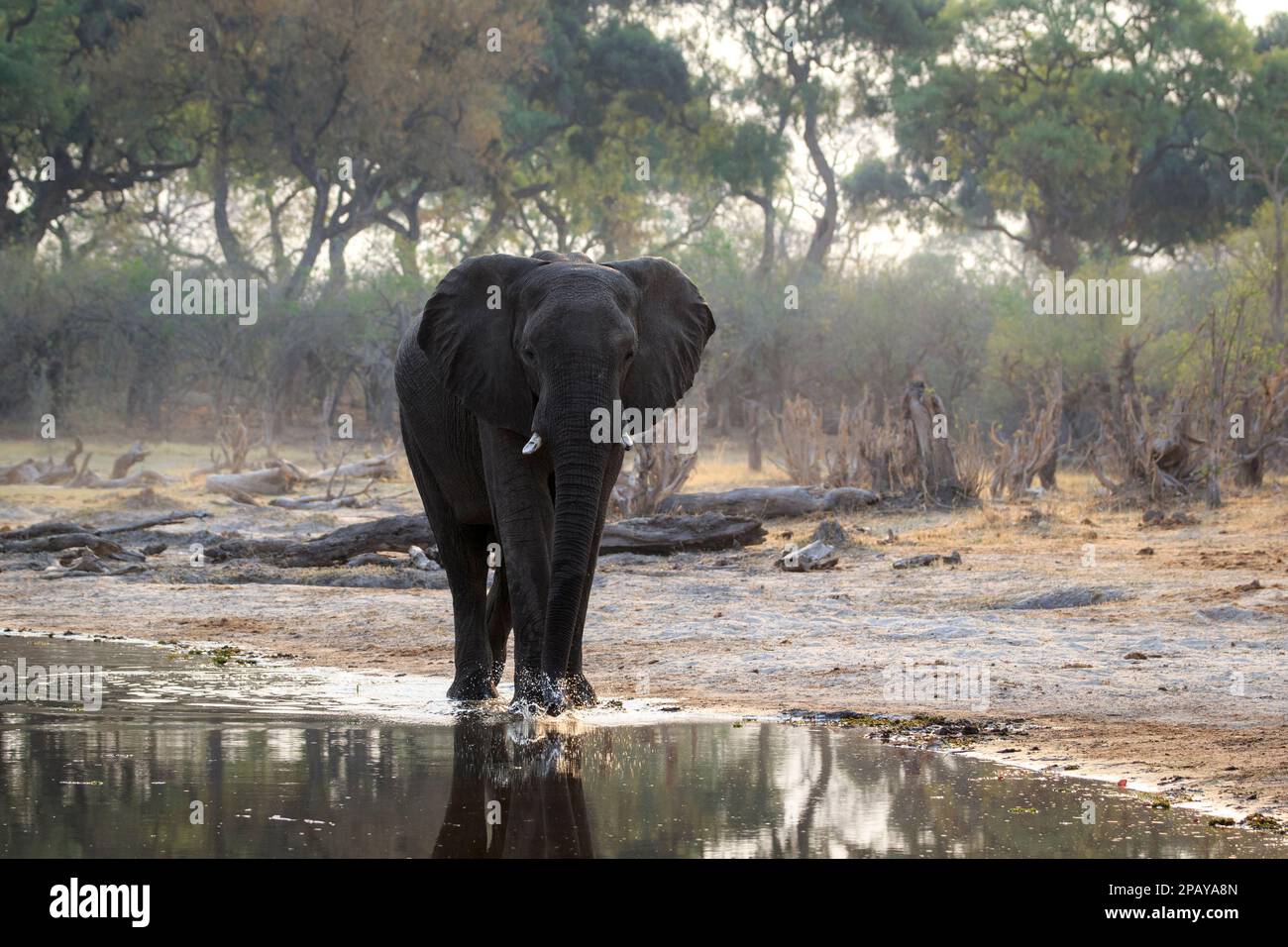 Elefant Loxodonta africana steht im flachen Wasser und trinkt, von der Sonne beleuchtet. Reflexion im Wasser. Okavango Delta, Botsuana, Afrika Stockfoto