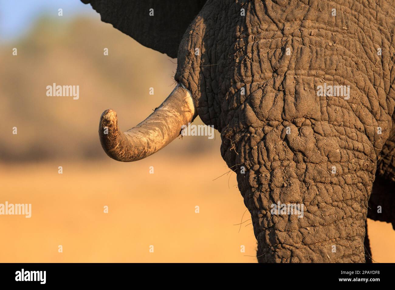 Elefantenstoßzähne, Nahaufnahme Porträt. Loxodonta africana, Halbgesichtskopf mit Elfenbein wird angezeigt. Okavango Delta, Botsuana Stockfoto