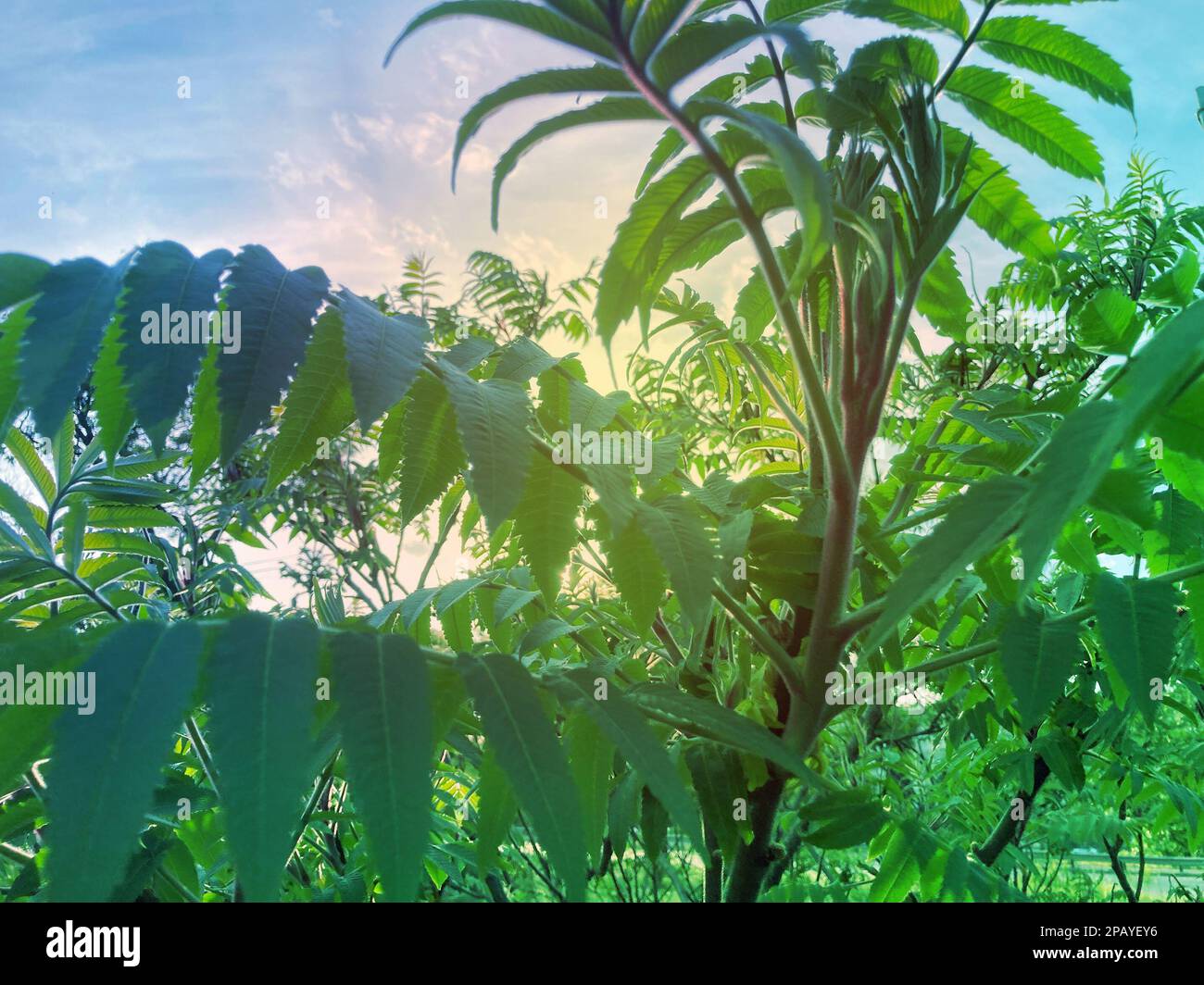 Zierpflanze Sumac Hirschhorn - Essigbaum. Die Blüte des dekorativen Sumakbaums. Kegelförmige Panikel rotbrauner Sumakblüten. Horn Stockfoto