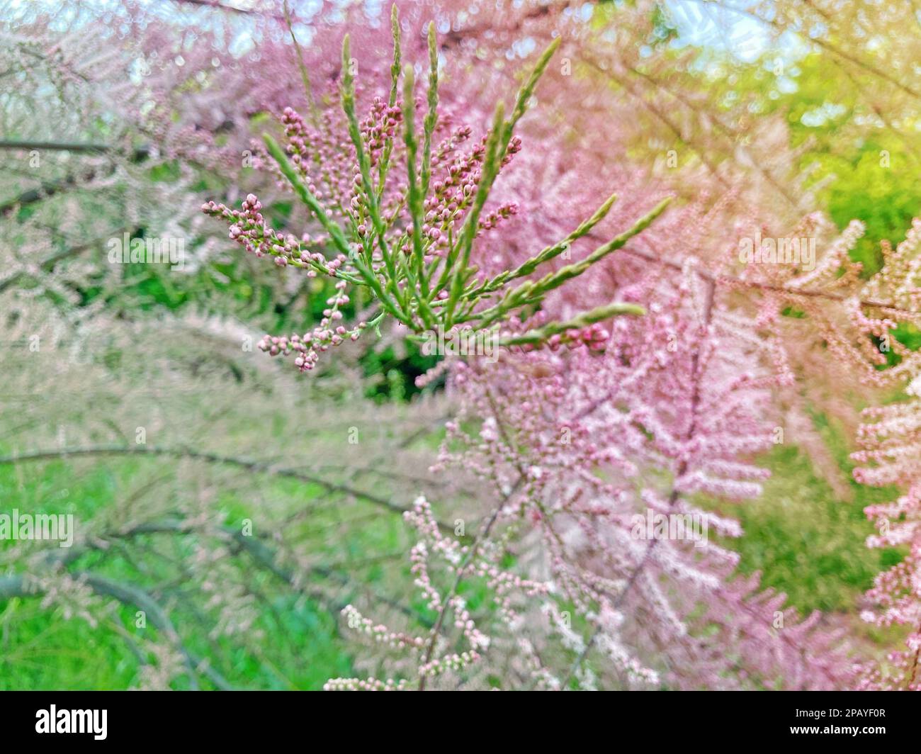 Tamarix ramosissima Pink Cascade weißrosa Blumen aus der Nähe. Die Blätter sind blassgrün, kalkreich, federnd. Tamarisk oder Salzzeder. Weiche T-Blüte Stockfoto