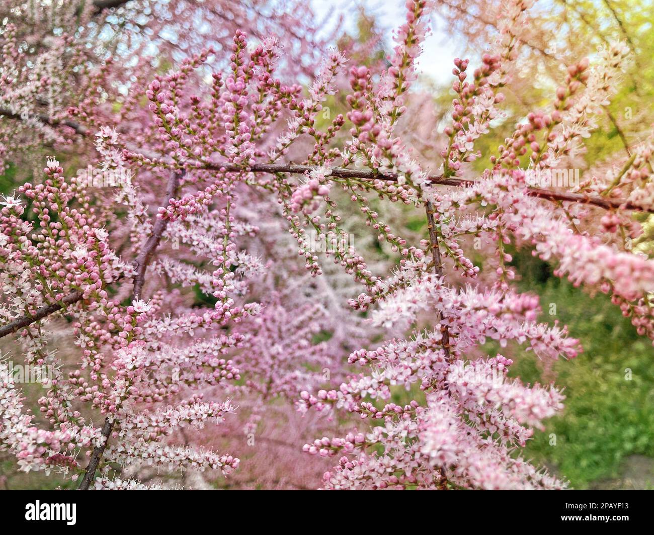 Tamarix ramosissima Pink Cascade weißrosa Blumen aus der Nähe. Die Blätter sind blassgrün, kalkreich, federnd. Tamarisk oder Salzzeder. Weiche T-Blüte Stockfoto