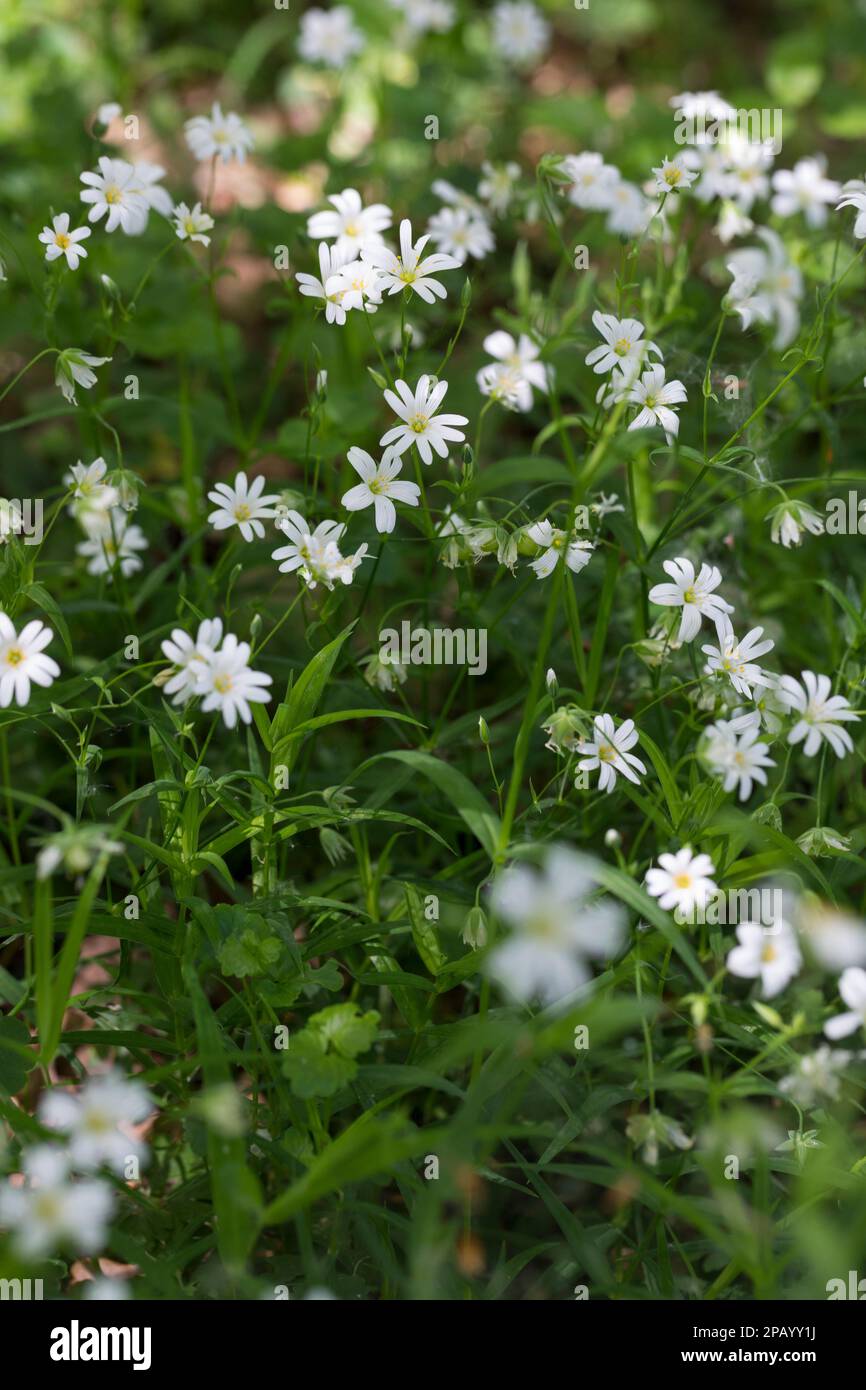 Große Sternmiere, große Sternmiere, echte Sternmiere, Großblütige Sternmiere, Sternmiere, Stern-miere, Stellaria holostea, Rabelera holostea, Stitchw Stockfoto