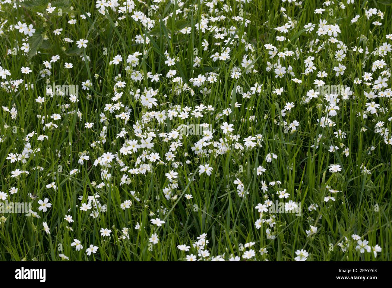 Große Sternmiere, große Sternmiere, echte Sternmiere, Großblütige Sternmiere, Sternmiere, Stern-miere, Stellaria holostea, Rabelera holostea, Stitchw Stockfoto