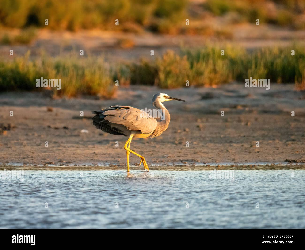 Weißwedelreiher (Egretta novaehollandiae) beim Waten in einem Feuchtgebiet, Mandurah, Westaustralien Stockfoto