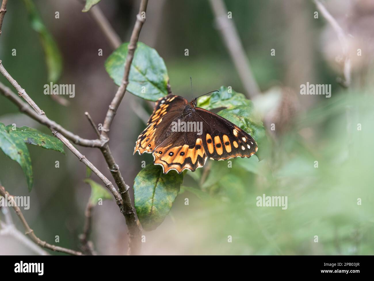 Ruhender Dot-Bordered Satyr/Oxeo (Oxeoschistus hilaria) im Hochland bei San Cristobal, Staat Chiapas, Mexiko Stockfoto