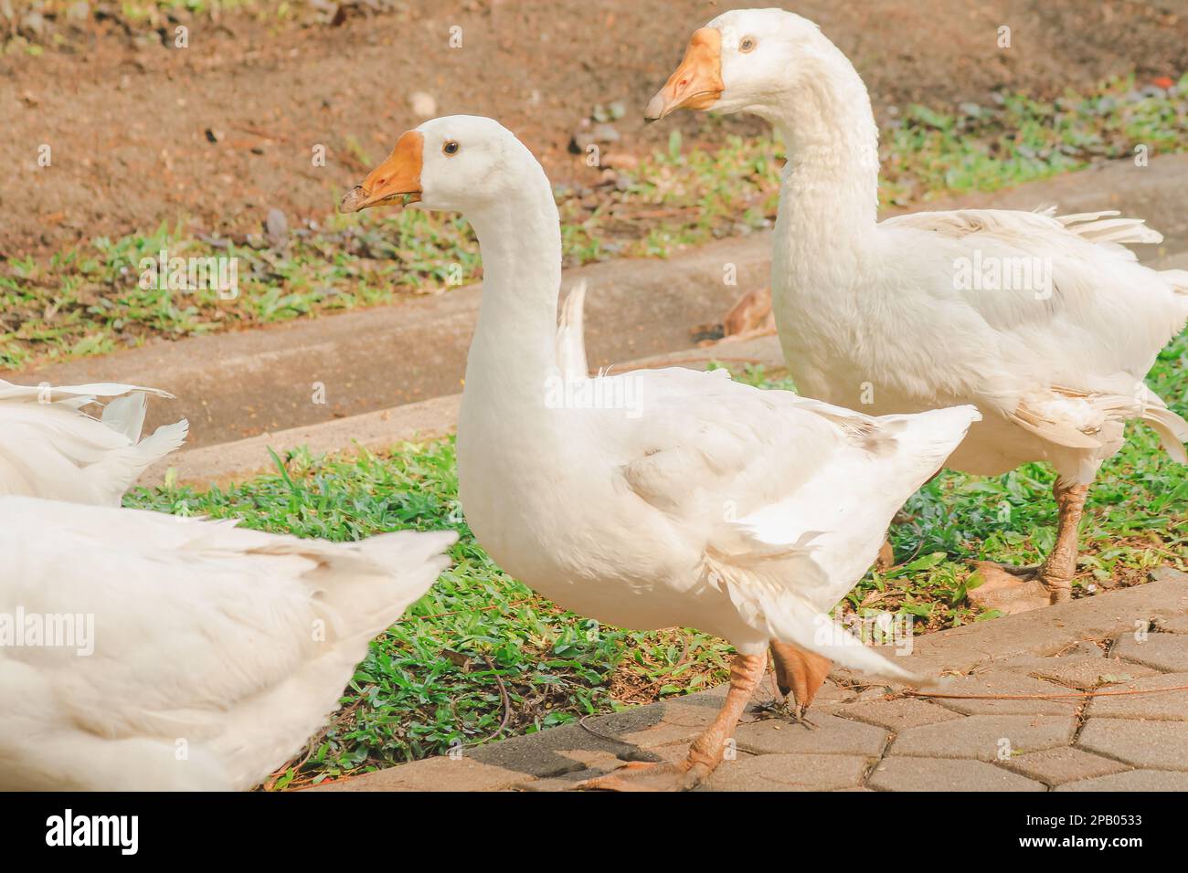 Gänse, die auf dem Boden laufen, sind Tiere, die leicht zu züchten sind und nicht krank werden. Stockfoto