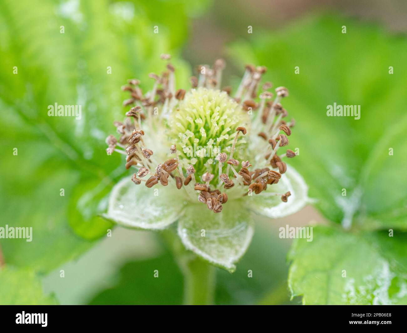 Nahaufnahme der Anthers auf einer Brombeerblume. Stockfoto