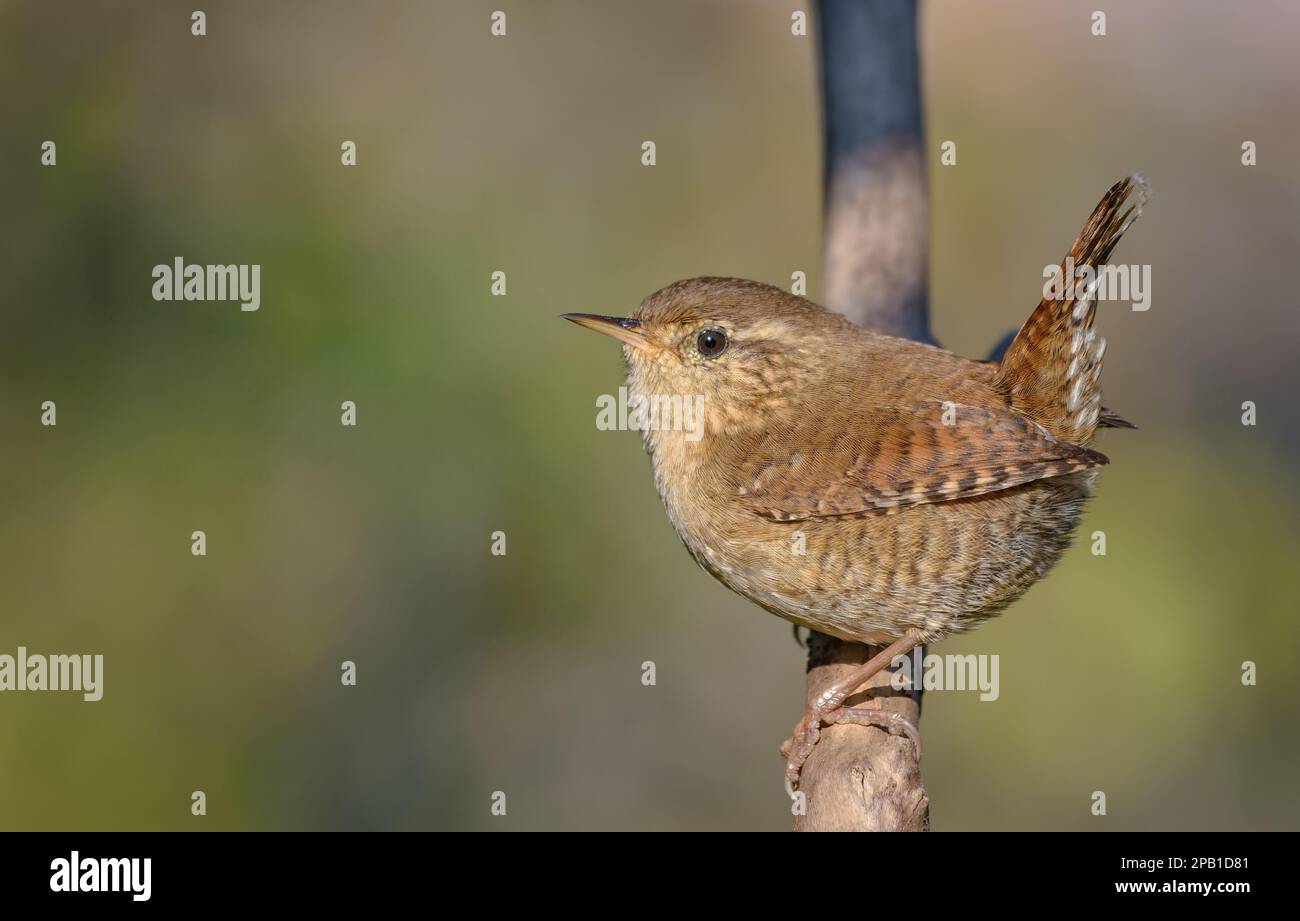 Minimalistischer eurasischer Wren (Troglodytes troglodytes) auf einem vertikalen Ast mit glattem Hintergrund Stockfoto