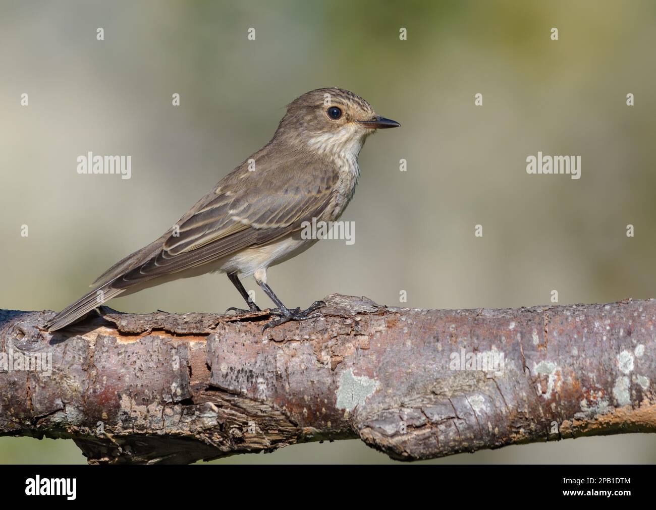 Einsamer Flycatcher (Muscicapa Striata) auf einem alten Lichenzweig vor der Wanderung Stockfoto