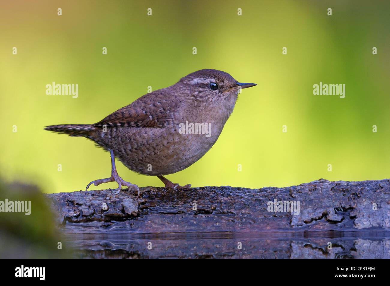 Mutige eurasische Wren (Troglodytes troglodytes) spaziert an einem süßen Morgen auf einem Ast in der Nähe eines Wasserteichs Stockfoto
