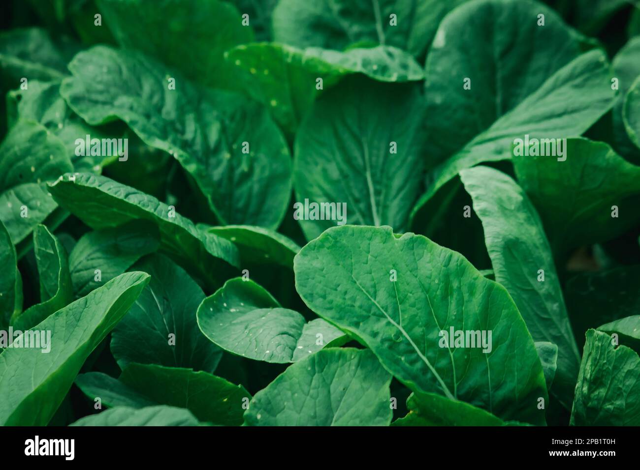 Senfgrüner auf dem Feld, Senfgrüner sind reich an Nährstoffen. Hilft dabei, die Augen zu nähren und ein strahlendes Glitzern zu erzeugen. Stockfoto