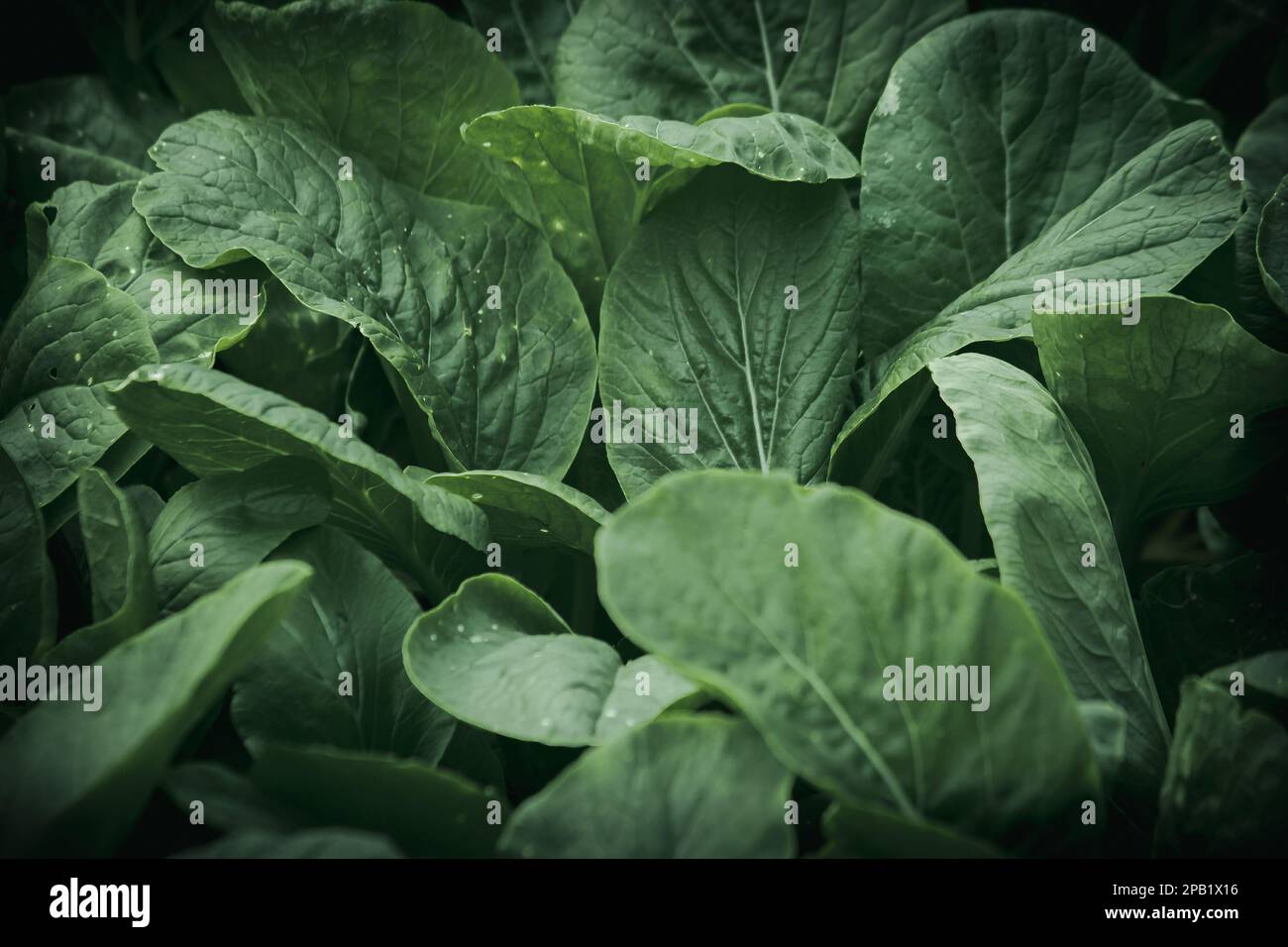 Senfgrüner auf dem Feld, Senfgrüner sind reich an Nährstoffen. Hilft dabei, die Augen zu nähren und ein strahlendes Glitzern zu erzeugen. Stockfoto