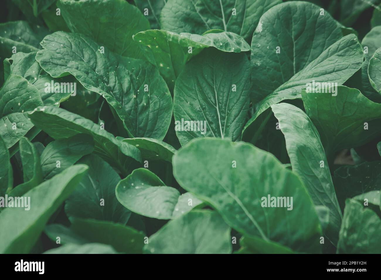 Senfgrüner auf dem Feld, Senfgrüner sind reich an Nährstoffen. Hilft dabei, die Augen zu nähren und ein strahlendes Glitzern zu erzeugen. Stockfoto