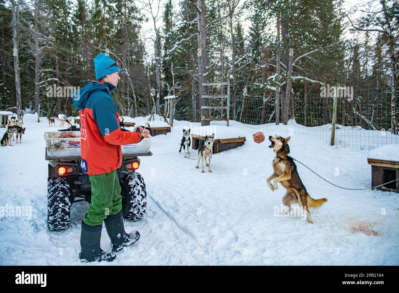 Husky-Fütterungszeit - Energie für Hundeschlittenfahrten am nächsten Tag Stockfoto