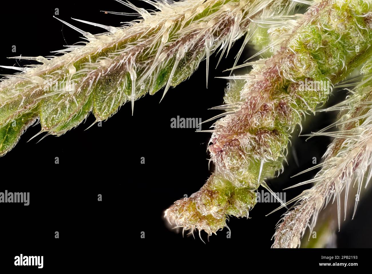 Junge Stechnesseln (Urtica dioica) Pflanzen Blumen mit schwarzem Hintergrund, Mikroskopie Details, transparente Stechhaare genannt Trichome sichtbar, Bild Stockfoto