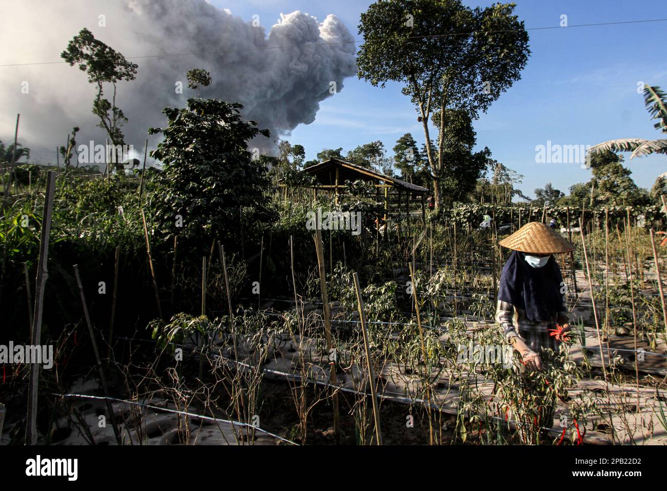 Boyolali, Indonesien. 12. März 2023. Ein Bauer pflückt auf seinem Feld rotes Chili, während vulkanische Materialien vom Vulkan Mount Merapi in Boyolali, Zentraljava, Indonesien, gespült werden, 12. März 2023. Indonesiens Vulkan Mount Merapi brach am Samstag aus und spuckte vulkanische Asche in mehrere nahe gelegene Dörfer, berichtet das Forschungs- und Entwicklungszentrum für Geologische Katastrophen (BPPTKG) des Landes. Kredit: Bram Selo/Xinhua/Alamy Live News Stockfoto