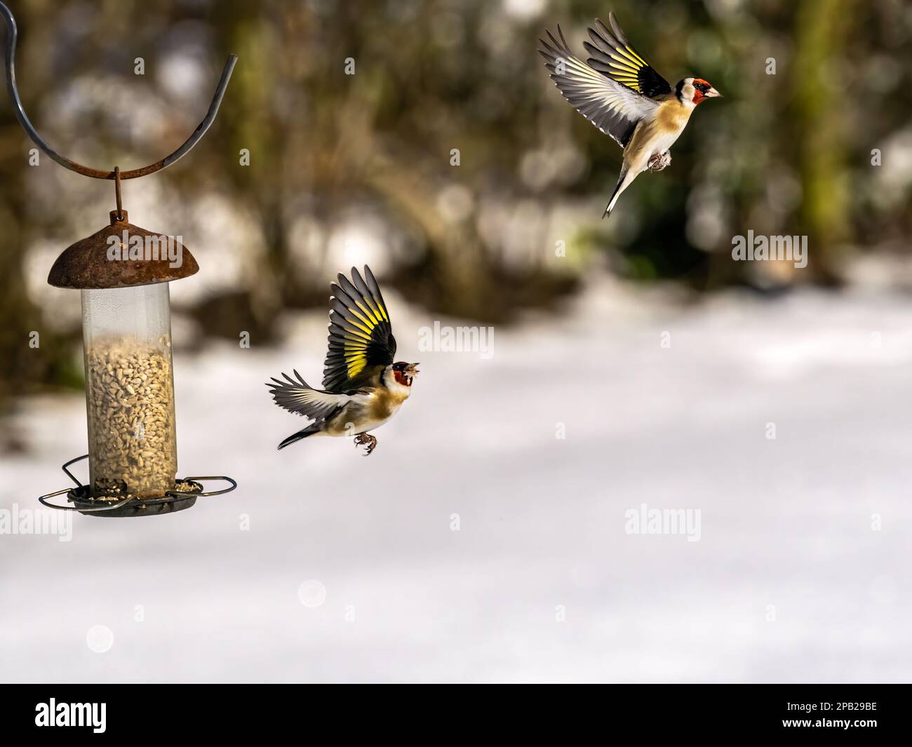 Goldfinch fliegt im Schnee auf eine Gartenspeise zu Stockfoto