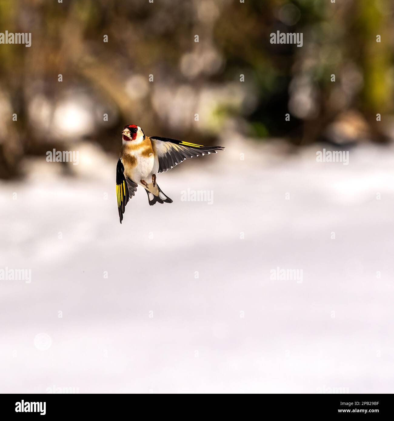Goldfinch fliegt im Schnee auf eine Gartenspeise zu Stockfoto