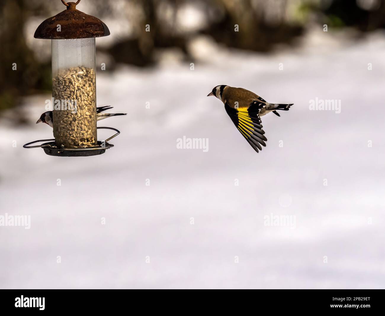 Goldfinch fliegt im Schnee auf eine Gartenspeise zu Stockfoto