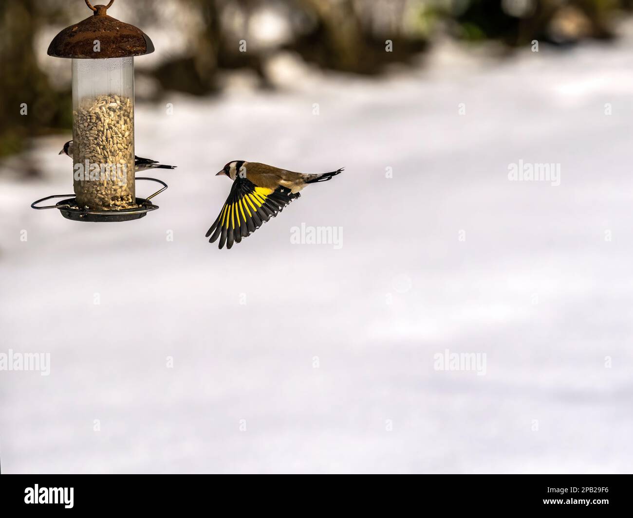 Goldfinch fliegt im Schnee auf eine Gartenspeise zu Stockfoto
