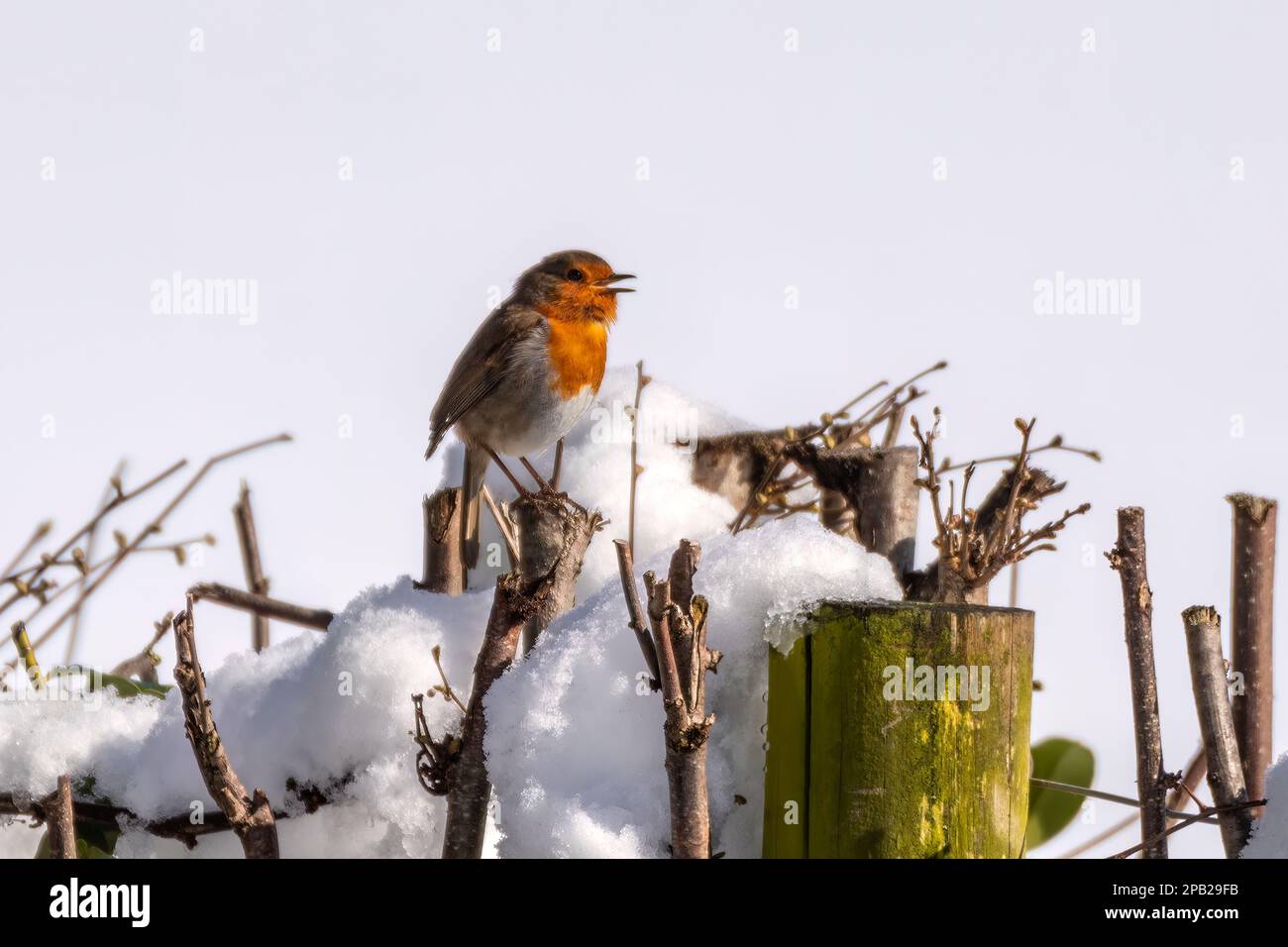 Ein Robin, der auf einer Hecke im Schnee saß und sang Stockfoto