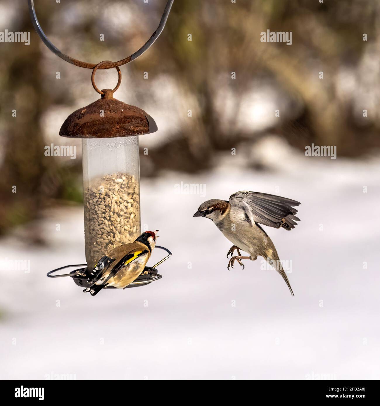 Ein Goldfinch versucht, einen Spatz im Winter von der Vogelzucht abzuschrecken. Stockfoto