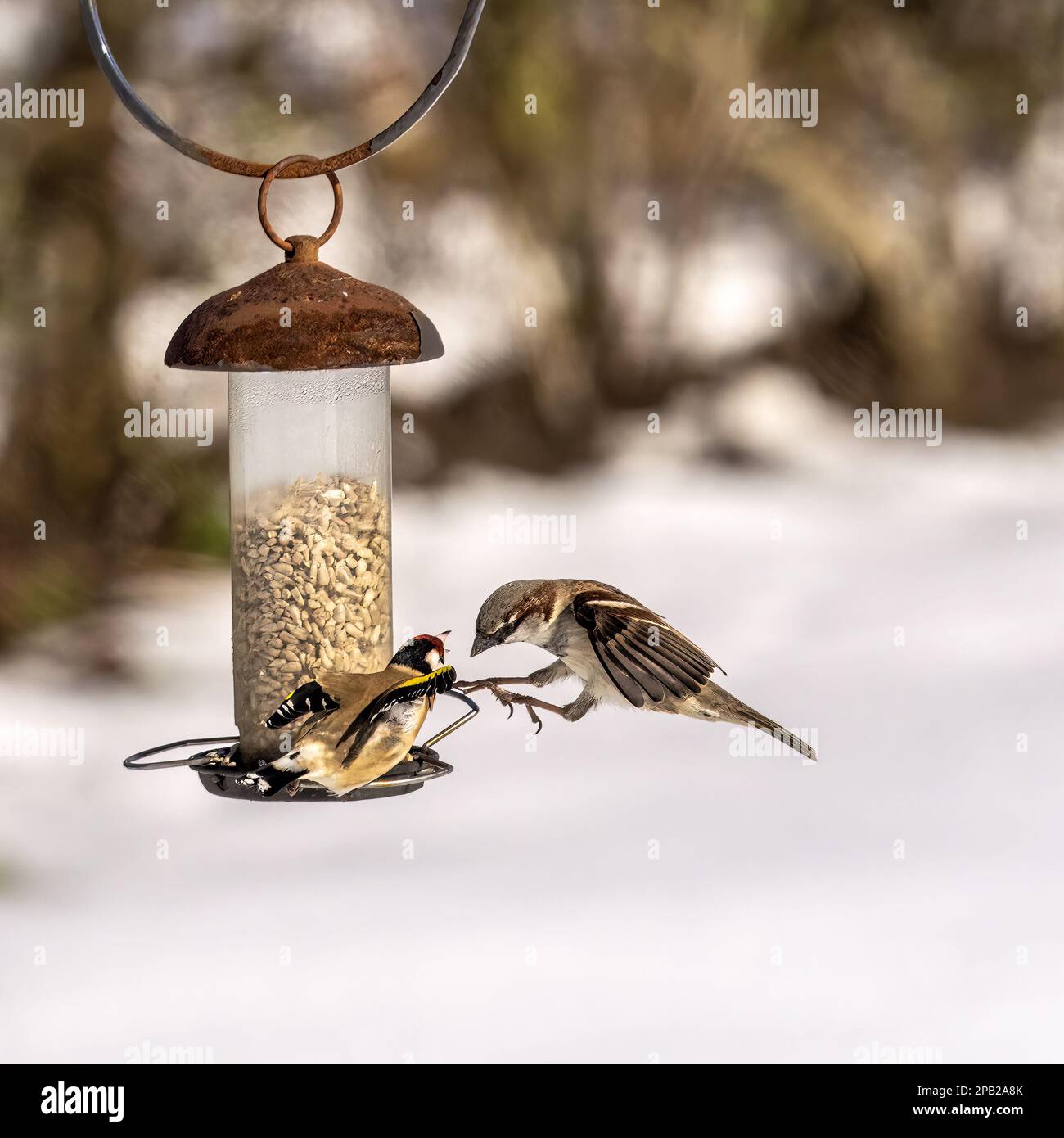 Ein Goldfinch versucht, einen Spatz im Winter von der Vogelzucht abzuschrecken. Stockfoto
