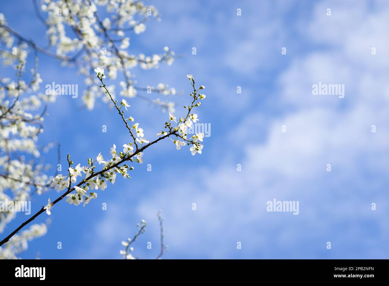 Weißer blühender Ast vor einem hellblauen Himmel Stockfoto