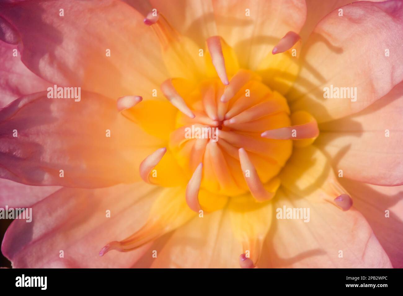 Die Blütenblätter des Heiligen Lotus blühen rosa, ist eine Wasserpflanze der Gattung Lotus (Nelumbo), eine Lotusblume, die in der Natur blüht Stockfoto