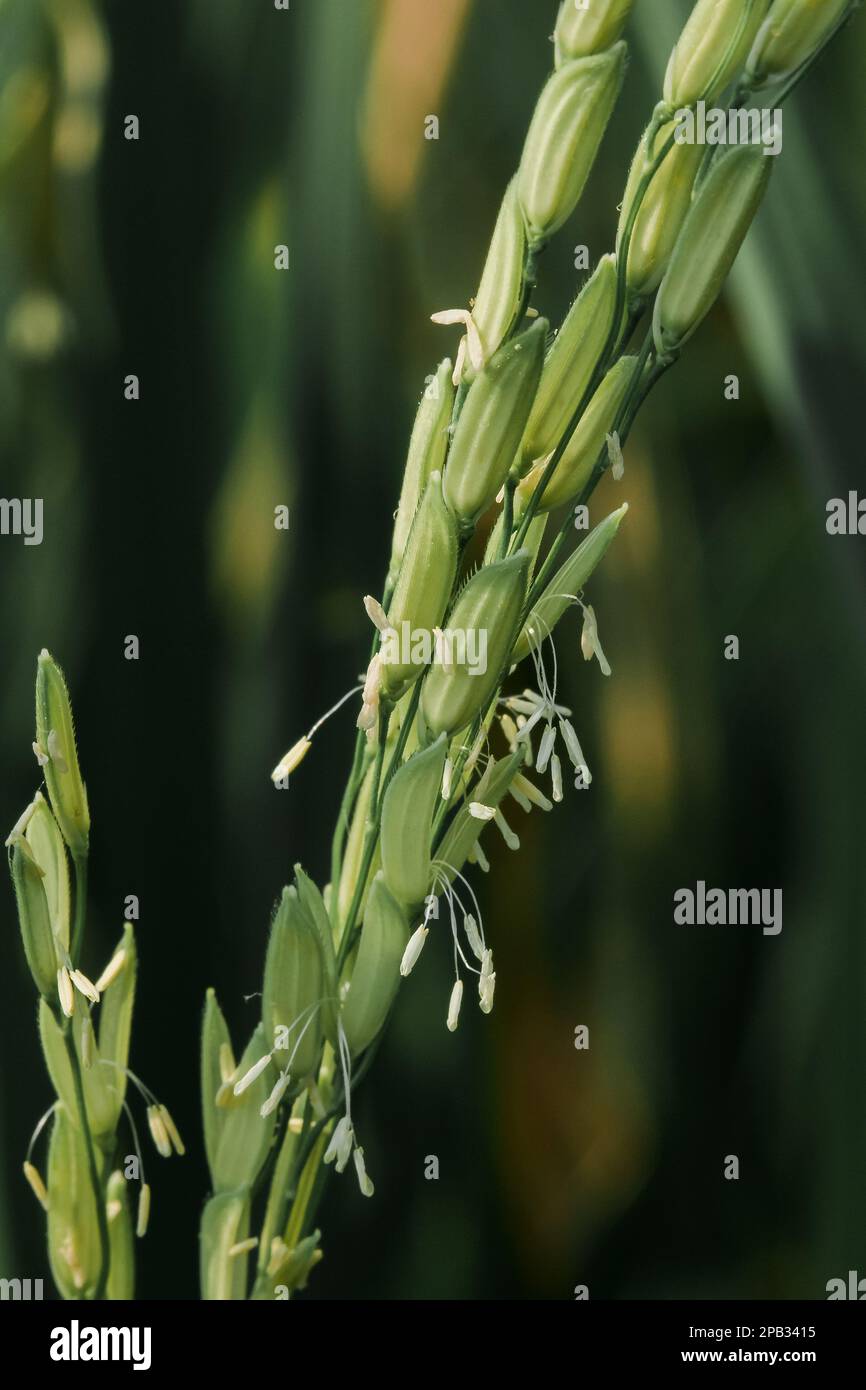 Reiskorn auf Reisfeldern ist Reis ein Getreide, das die Weltbevölkerung als wichtiges Nahrungsmittel konsumiert. Stockfoto