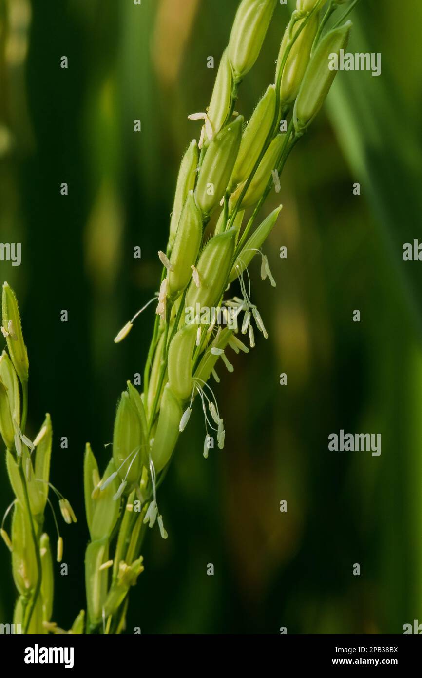 Reiskorn auf Reisfeldern ist Reis ein Getreide, das die Weltbevölkerung als wichtiges Nahrungsmittel konsumiert. Stockfoto
