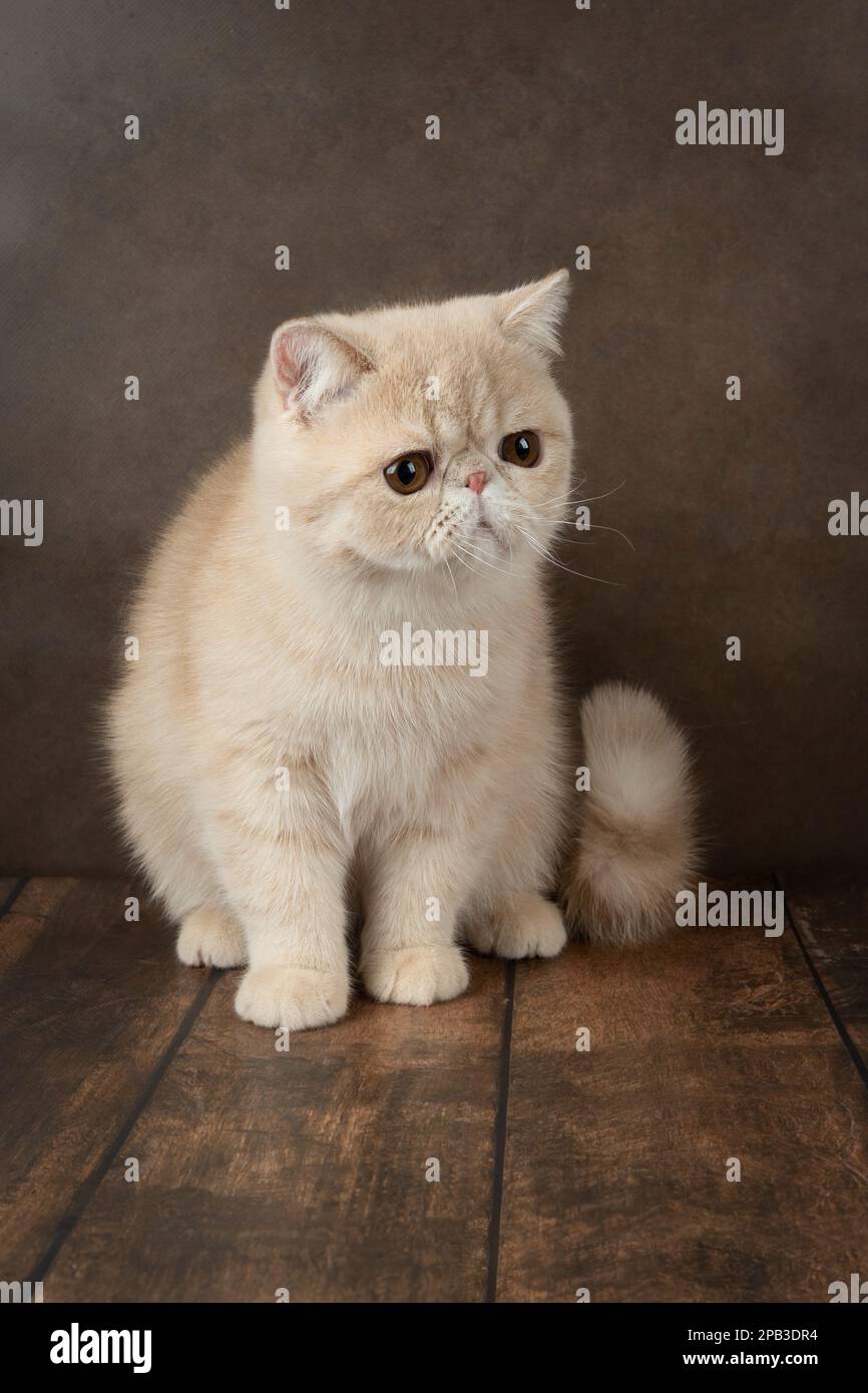 Die wunderschöne exotische Shorthair-Katze liegt auf dem braunen Hintergrund des Studios. Cremefarben Stockfoto