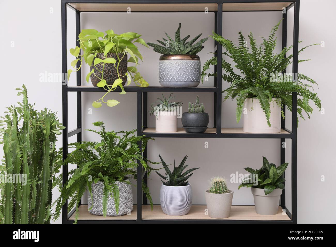 Regal mit vielen schnen Zimmerpflanzen in der Nhe der weien Wand  Stockfotografie - Alamy