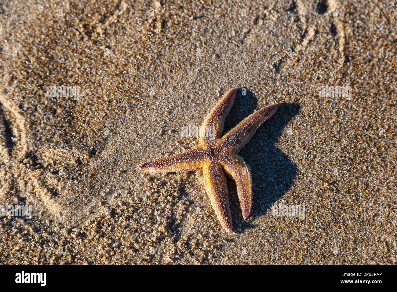 Seastar gestrandet an einem ländlichen Strand in Dänemark Stockfoto